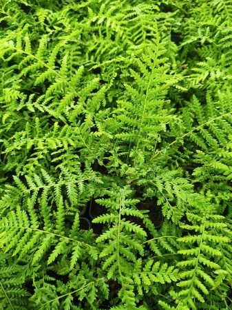 Diksonia południowa (paproć drzewiasta) - Dicksonia antarctica