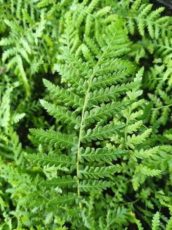 Diksonia południowa (paproć drzewiasta) - Dicksonia antarctica