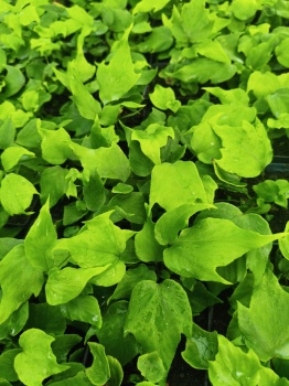 Paprotnik wielkolistny - Cyrtomium macrophyllum 1.jpg