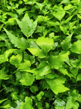 Paprotnik sierpowaty - Cyrtomium falcatum 1.jpg