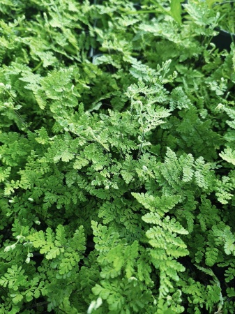 Cheilantes wełnisty - Cheilanthes lanosa 1.jpg