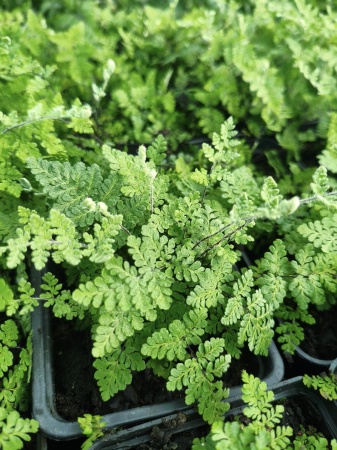 Cheilantes wełnisty - Cheilanthes lanosa 2.jpg