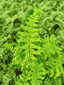 Wietlica samicza 'Rotstiel Grandiceps'-  Athyrium filix-femina 'Rotstiel Grandiceps'
