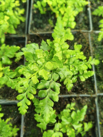 Zaanokcica ciemna - Asplenium adiantum-nigrum