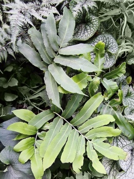 Nerecznica Siebolda - Dryopteris sieboldii. 1