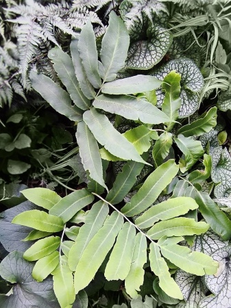 Nerecznica Siebolda - Dryopteris sieboldii. 1