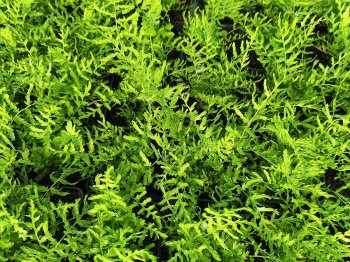 Nerecznica samcza 'Linearis Polydactila' - Dryopteris filix-mas 'Linearis Polydactila'