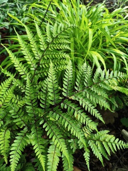 Wietlica uszkowata 'Okanum' - Athyrium otophorum 'Okanum'. 1