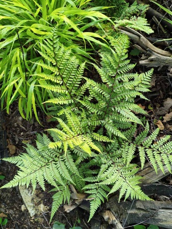 Wietlica uszkowata 'Okanum' - Athyrium otophorum 'Okanum'. 2