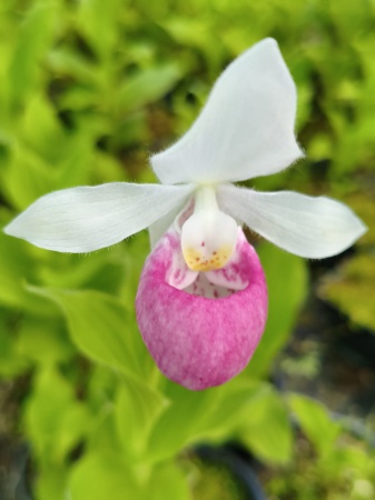 Obuwik królewski - Cypripedium reginae