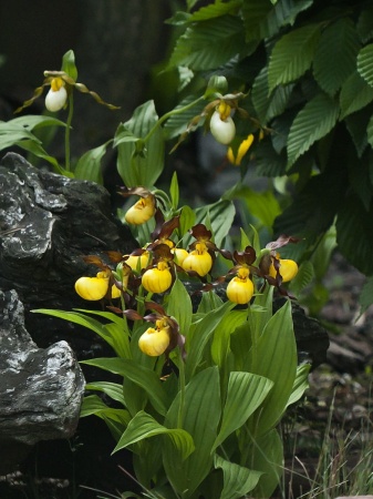 Obuwik drobnokwiatowy - Cypripedium parviflorum