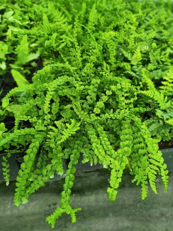 Wietlica samicza 'Frizelliae' - Athyrium filix femina 'Frizelliae'. 2