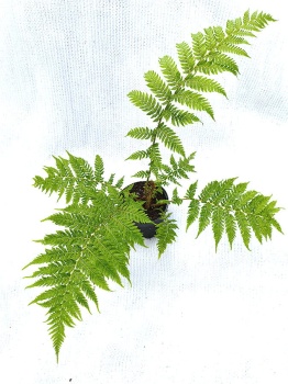 Paproć drzewiasta - Sphaeropteris cooperi. 3.jpg