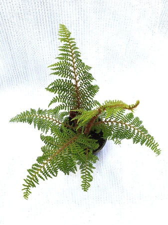 Paproć drzewiasta - Cyathea tomentosissima. 2.jpg