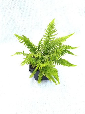 Zachyłka zbiegającopierzasta - Thelypteris decursive-pinnata. 4.jpg