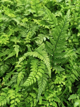 Paprotnik chiński - Polystichum tsus simense. 1