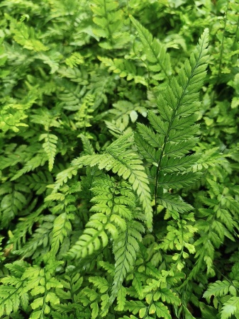 Paprotnik chiński - Polystichum tsus simense. 1