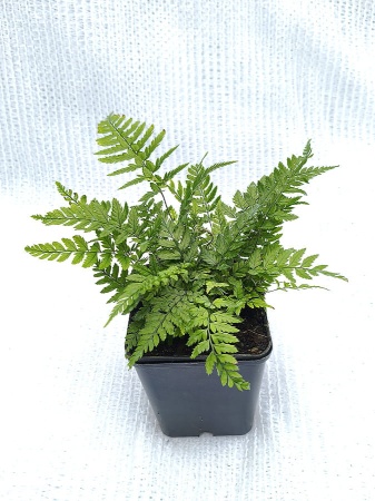 Paprotnik chiński - Polystichum tsus simense. 2