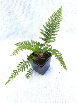 Paprotnik szczecinkozębny 'Proliferum' - Polystichum setiferum 'Proliferum'. 3.jpg