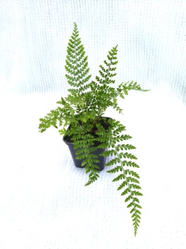 Paprotnik szczecinkozębny 'Herrenhausen' - Polystichum setiferum 'Herrenhausen'. 2