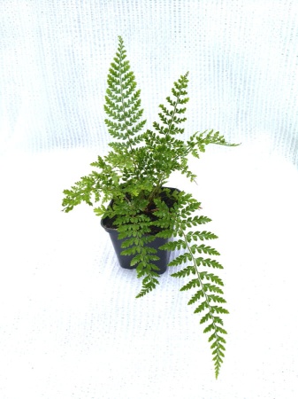 Paprotnik szczecinkozębny 'Herrenhausen' - Polystichum setiferum 'Herrenhausen'. 2