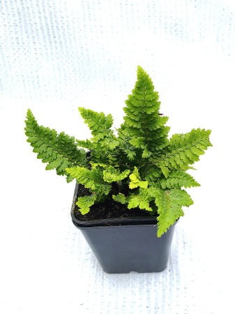 Paprotnik szczecinkozębny 'Congestum' - Polystichum setiferum 'Congestum'. 2