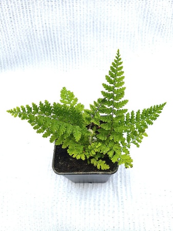Paprotnik szczecinkozębny - Polystichum setiferum. 4