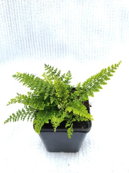 Paprotnik szczecinkozębny 'Plumosum Densum' - Polystichum setiferum 'Plumosum Densum'. 4