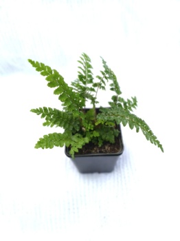Paprotnik japoński - Polystichum polyblepharum. 4