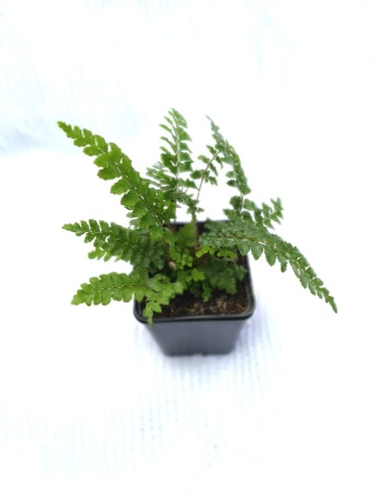 Paprotnik japoński - Polystichum polyblepharum. 4