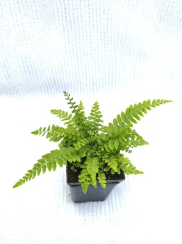 Paprotnik zbrojny - Polystichum munitum. 4