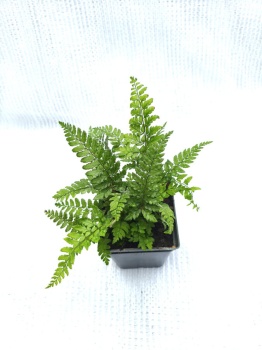 Paprotnik Makino - Polystichum makinoi