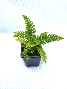 Paprotnik Brauna - Polystichum braunii.jpg