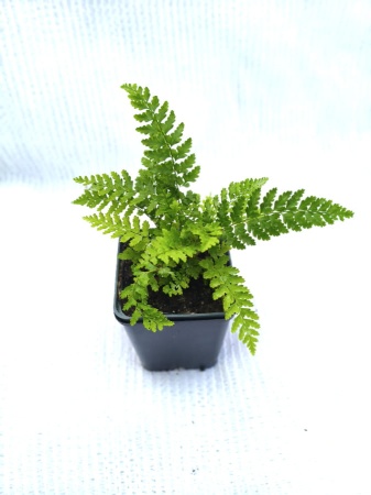 Paprotnik Brauna - Polystichum braunii.jpg