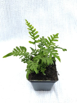 Paprotka zwyczajna - Polypodium vulgare. 3