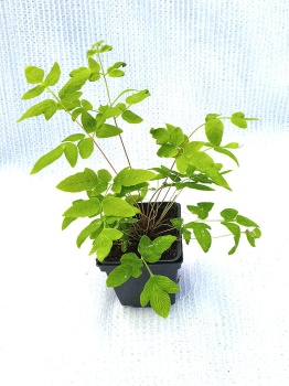 Długosz królewski  Purpurascens' - Osmunda regalis 'Purpurascens'. 2