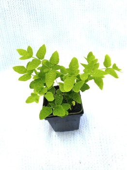 Długosz królewski - Osmunda regalis. 3