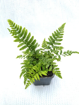 Nerecznica Wallicha - Dryopteris wallichiana. 3