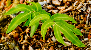 Nerecznica Siebolda - Dryopteris sieboldii. 2