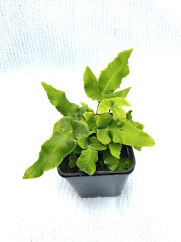 Nerecznica Siebolda - Dryopteris sieboldii. 4