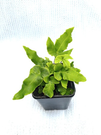 Nerecznica Siebolda - Dryopteris sieboldii. 4