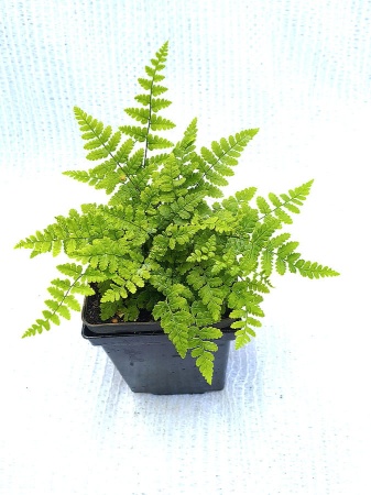 Nerecznica pośrednia - Dryopteris remota. 1