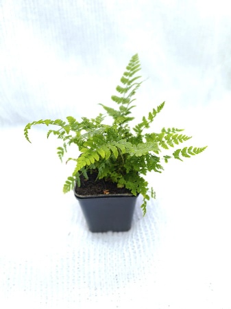 Nerecznica brzegowa - Dryopteris marginalis. 3