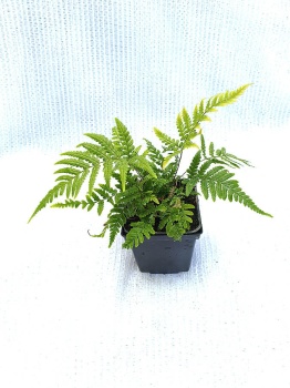 Nerecznica lepidopoda - Dryopteris lepidopoda. 3