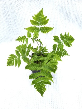 Narecznica Goldiego - Dryopteris goldiana.jpg