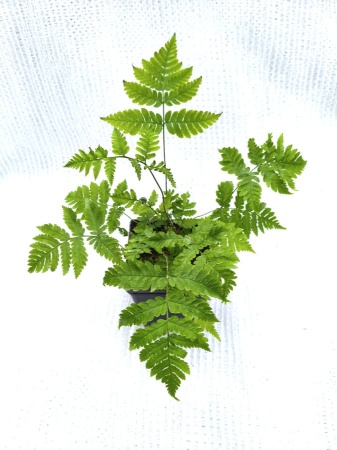 Narecznica Goldiego - Dryopteris goldiana.jpg