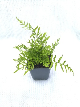 Nerecznica samcza 'Linearis Polydactila' - Dryopteris filix-mas 'Linearis Polydactila'