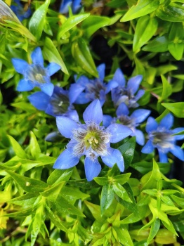Goryczka siedmiodzielna - Gentiana septemfida var. lagodechiana