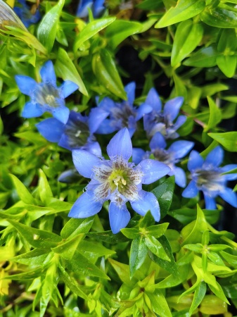 Goryczka siedmiodzielna - Gentiana septemfida var. lagodechiana