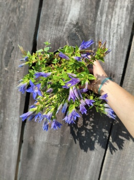 Goryczka siedmiodzielna - Gentiana septemfida var. lagodechiana. 2